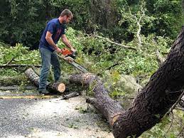 Best Tree Preservation Services  in Oolitic, IN