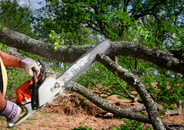 Trusted Oolitic, IN Tree Removal Experts